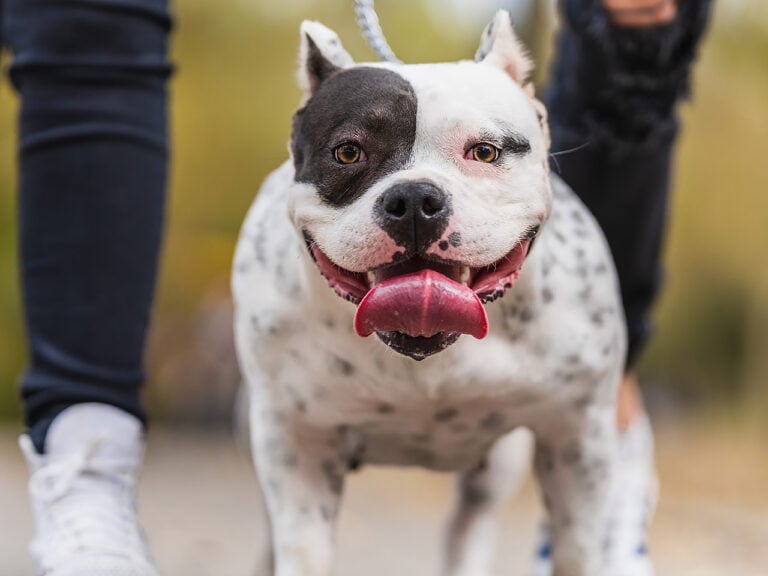 American Bulldog on a walk with owners