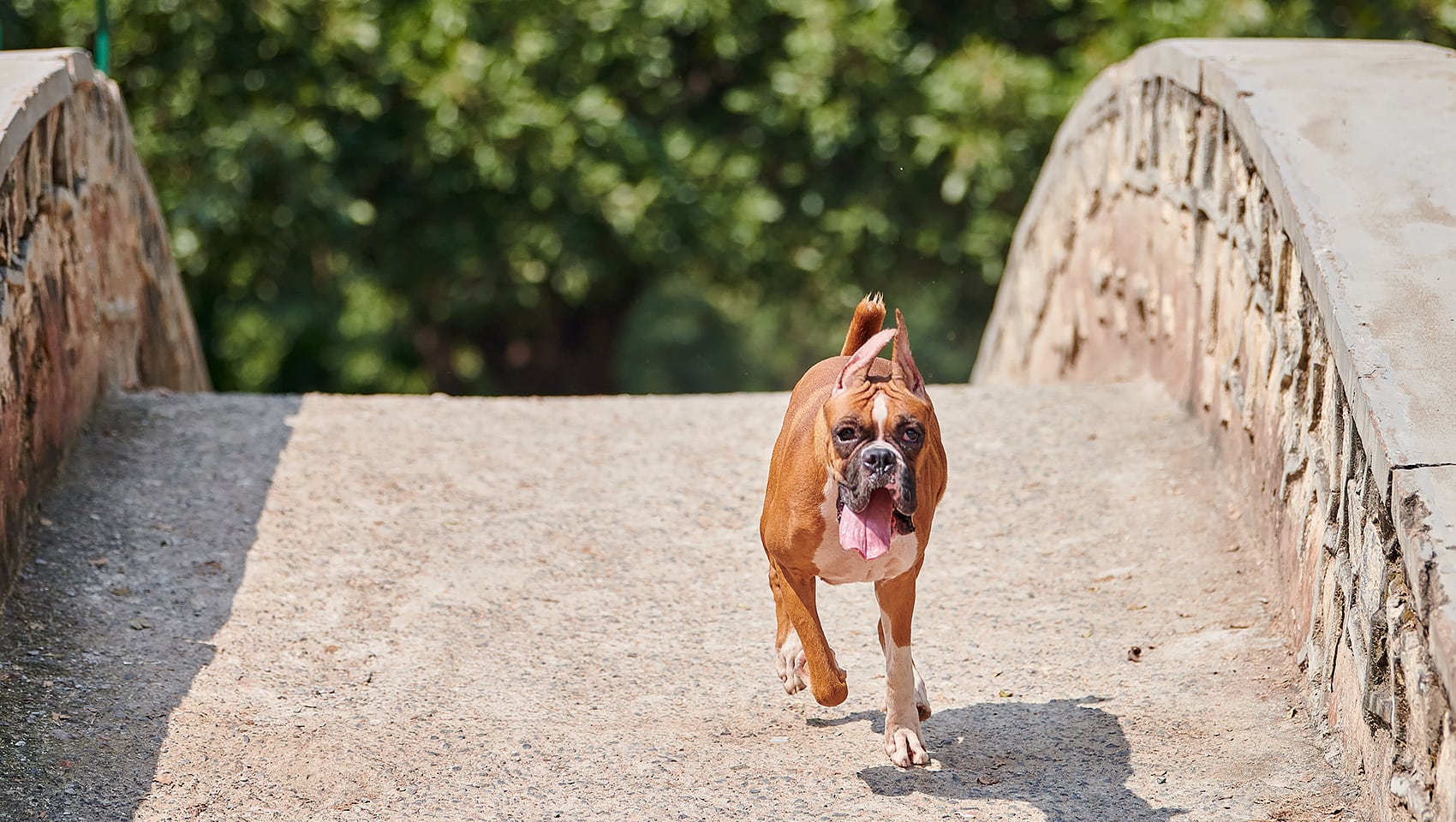 Unleashed dog walking over bridge in a city park