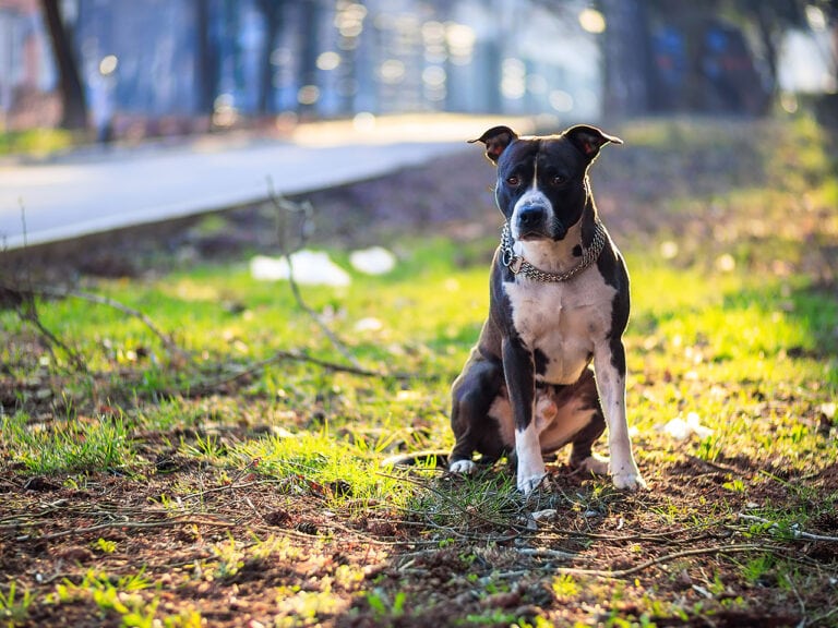 An unleashed American Stafordshire dog sitting on a grass field